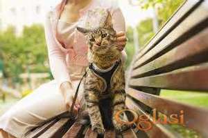 Šetanje pasa i maca i čuvanje ljubimaca